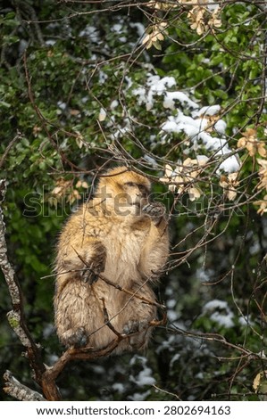 Barbary macaque (Macaca sylvanus) in a tree in the Atlas Mountains of Morocco