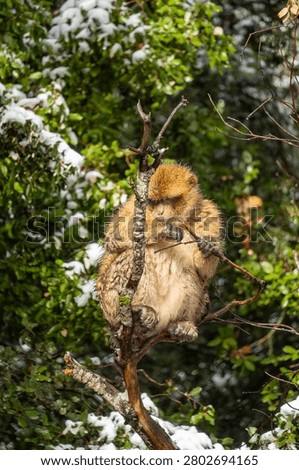Barbary macaque (Macaca sylvanus) in a tree in the Atlas Mountains of Morocco