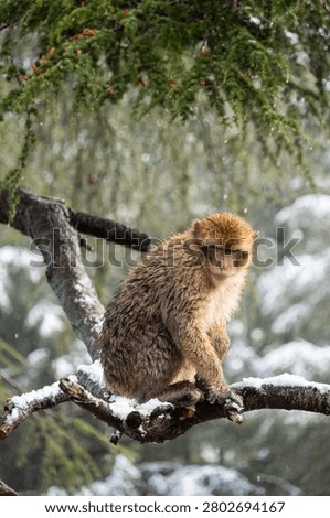 Barbary macaque (Macaca sylvanus) in a tree in the Atlas Mountains of Morocco