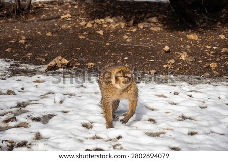 Barbary macaque (Macaca sylvanus) walking in the snow in the Atlas Mountains of Morocco