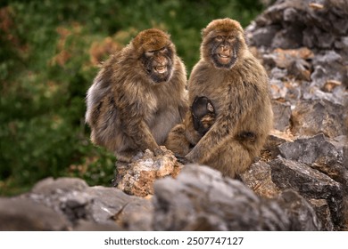 Barbary macaque, Macaca sylvanus, wild monkey family in Gibraltar. Mother with young baby cub. Urban wildlife on the top of Rock og Gibraltar. Animal in the nature.