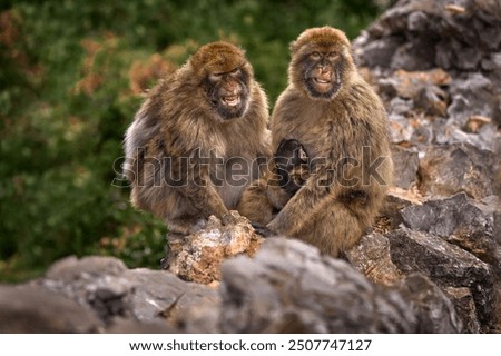 Barbary macaque, Macaca sylvanus, wild monkey family in Gibraltar. Mother with young baby cub. Urban wildlife on the top of Rock og Gibraltar. Animal in the nature.