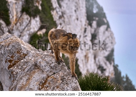 Barbary macaque, Macaca sylvanus, wild monkey in Gibraltar. The only one monkey species on the European continent. Urban wildlife on the top of Rock og Gibraltar. Animal in the nature.