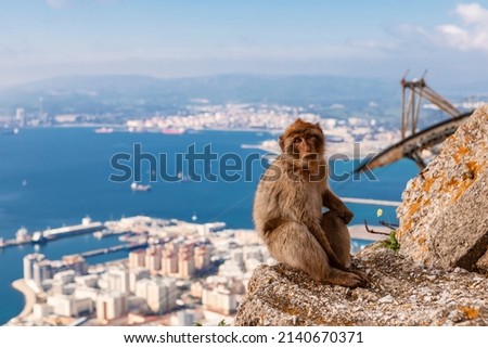 Barbary macaque monkey on the Rock of Gibraltar, with Algeciras Bay in the background . High quality photo