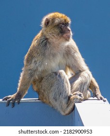 Barbary Macaque monkey sits nonchalantly on a wall. Looking cool and unfazed. Taken on Gibraltar Rock. Known as the Rock Apes these monkeys inhabit this British dependency.