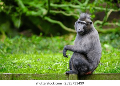 Barbary macaque monkey sitting on a wooden fence in a green park. The monkey has dark fur and a calm expression, looking to the left. The blurred background features lush trees and bushes. - Powered by Shutterstock