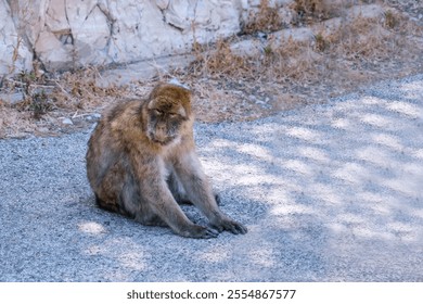 Barbary macaque monkey sitting on a road in Gibraltar, enjoying a moment of relaxation in its natural habitat, surrounded by the unique landscape of the British overseas territory - Powered by Shutterstock