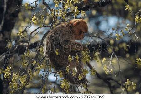 Barbary macaque monkey sitting on tree branches, eating leaves and young shoots in Ifrane National Park, Morocco