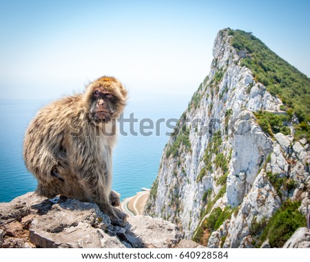 Barbary macaque on Rock of Gibraltar