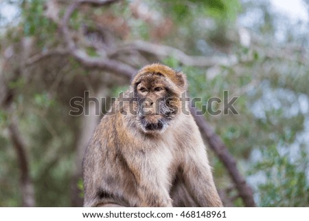 Similar – don’t feed the baboons I