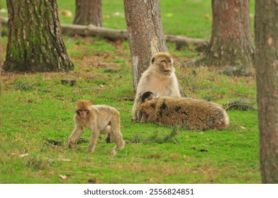 The Barbary macaques, Macaca sylvanus resting on the green grass.