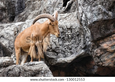 Barbary sheep ( Ammotragus lervia )  native to rocky mountains in North Africa