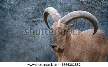 Barbary sheep ( Ammotragus lervia ) standing on rocky mountains