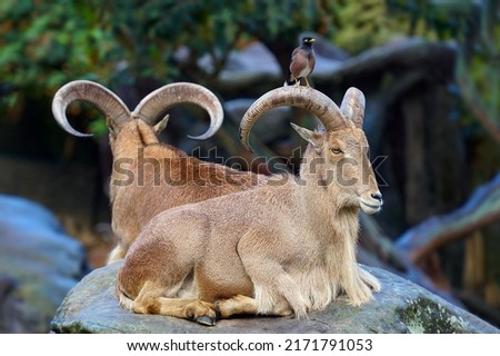Barbary sheep, also known as aoudad is a species of caprine native to rocky mountains in North Africa. Six subspecies have been described. Although it is rare in its native North Africa.