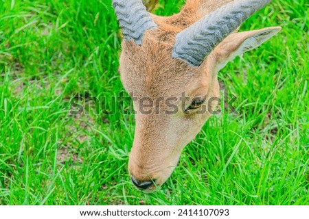Barbary sheep, also known as aoudad is a species of caprine native to rocky mountains in North Africa. Six subspecies have been described. Barbary sheep on the meadow of the mountain