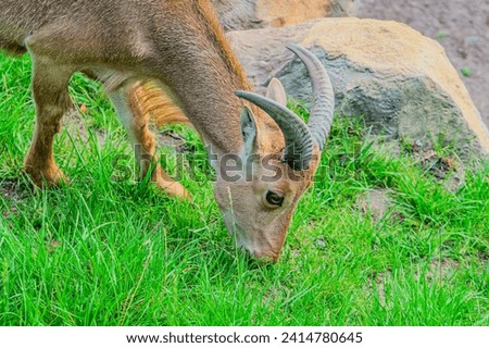 Barbary sheep, also known as aoudad is a species of caprine native to rocky mountains in North Africa. Six subspecies have been described. Barbary sheep on the meadow of the mountain