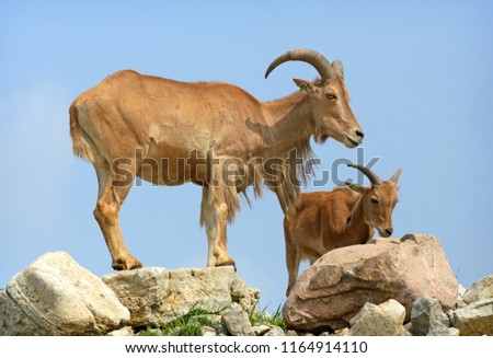 Barbary Sheep on rock cliff