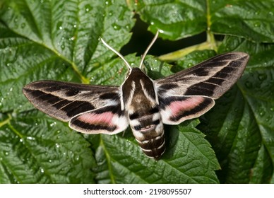 Barbary spurgo hawk-moth - Hyles tithymali, bella polilla de colores del norte de África y de las Islas Canarias.