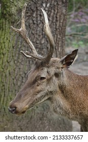 Barbary stag (Cervus elaphus barbarus), also known as the Atlas deer.