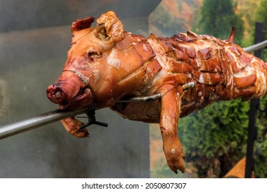 Barbecue with young pig on a grill with wooden coal. Whole roasted piglet body turning on grill. Large barbecue in the process of cooking meat. 