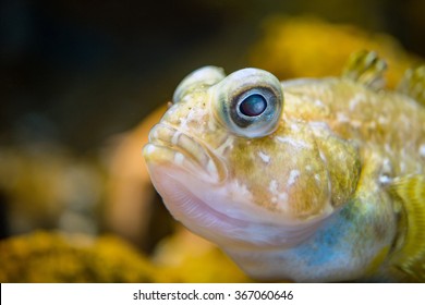 Barbed Plunder Fish Antarctic Underwater Close Up Detail