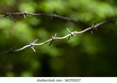 Barbed wire