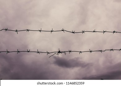 A barbed wire against the gray sky on a gloomy summer day. A barbed wire on the fence of the fenced territory. Like the sky, open to not many and open only to those who are ready to conquer it.