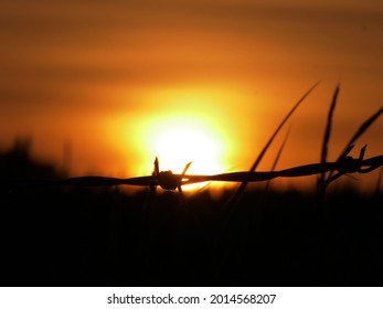 Barbed Wire Against Sunset Background With Tall Grass Silhouette Close Up Shot