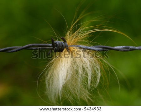 barbed wire with bunch of fur