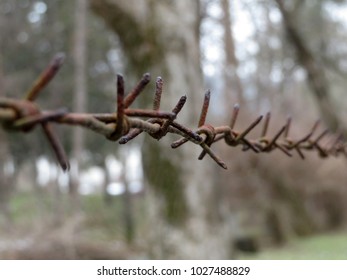 Barbed wire closeup