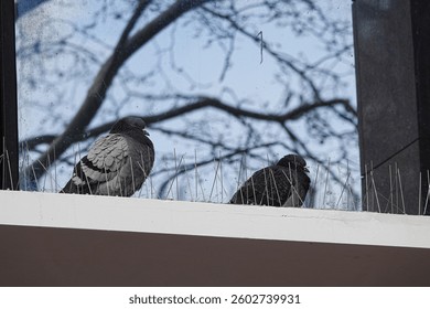 The barbed wire creates a visual and physical barrier, transforming the windows into a hostile surface for pigeons.