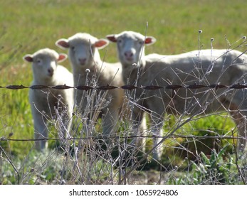 Barbed Wire Fence With Three Soft Focus Sheep In Background, Sandy Camp, Queensland Australia