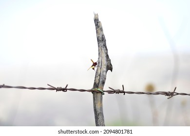 Barbed Wire Fencing. Wasps On A Barbed Wire Fence With A Blurred Background. Wasp, Landing On A Barbed-wire Fence And Old Tree 