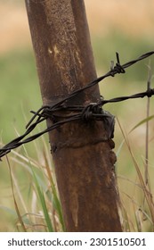 barbed wire field in the background. rusty barbed wire. Old barbed wire fence. rusty metal pole with barbed wire.