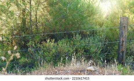 Barbed Wire In Forest. Forbidden Area. In Nature.