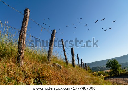 Barbed wire nailed to wooden poles. Field fences under flying stork. Kastamonu, Turkey.
