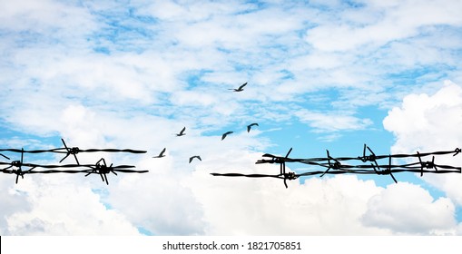 Barbed wire on bright sky background and Birds, Open up your mind and ideas concept, Think out of the box concept, peace concept