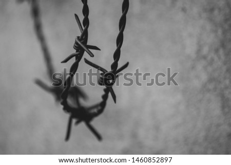 Barbed wire on gray wall background. Abstract old historic photo of rusty metal wire. Close-up macro steel object. Fear or danger border illustration of communism. Black and white prison photography.