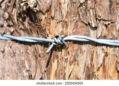 Barbed Wire On A Wooden Fence Post