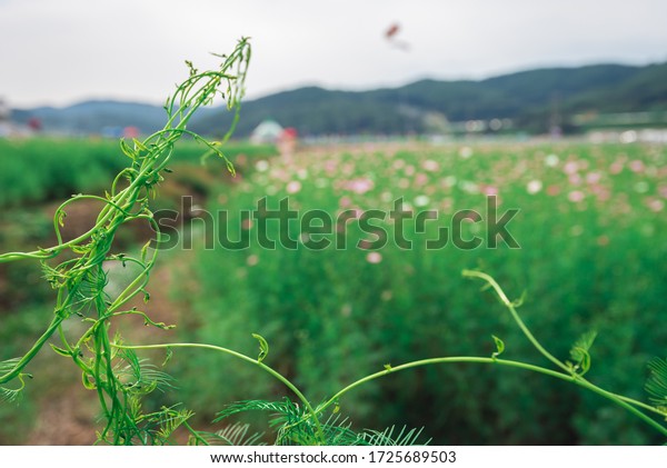 Barbed wire plants and Cosmos flowers\
pink green farm mountain background blur.select\
focus.