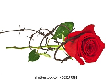 barbed wire rose