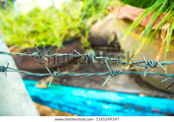 The barbed wire rubbed\
against the fence of the house as a dividing guard in my vegetable\
garden.