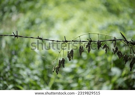 Barbed Wire Rust and dried leaf on green background