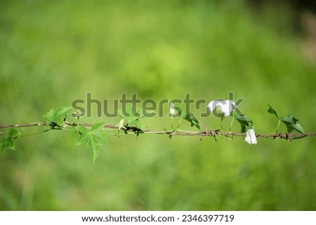 Barbed Wire Rust and green leaf on nature background