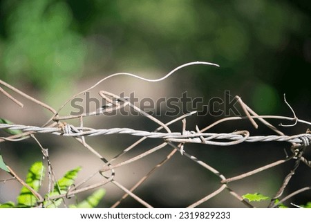 Barbed Wire Rust on green background