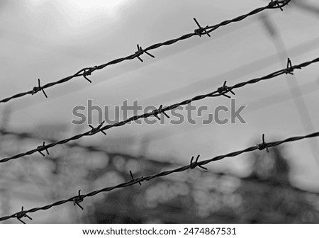 Barbed wire with sharp thorns on the impassable border that cannot be crossed with a dramatic black and white effect
