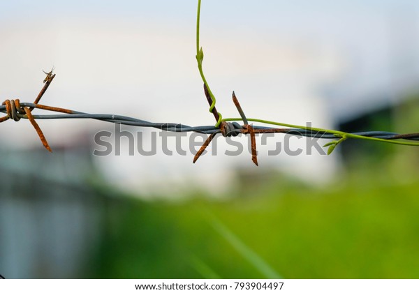 small barbed wire