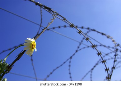 Barbed wire with a stuck single flower against blue sky.
