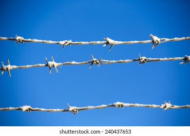 Barbed wire in winter. The snow and frost is covering the metal wire. Image taken against a blue sky.