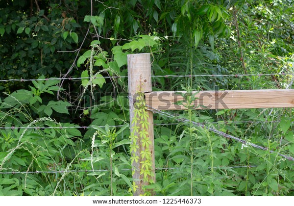 Barbed-wire fence post\
in front of\
vegetation